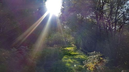 Sunlight streaming through trees in forest