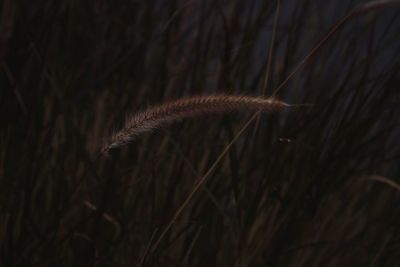 Close-up of grass