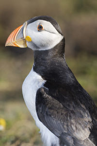 Close-up of puffin