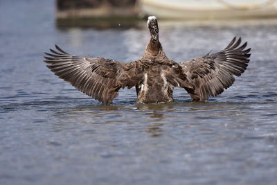 Duck swimming in lake