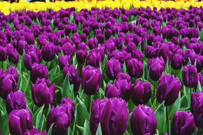 Close-up of purple crocus flowers blooming on field