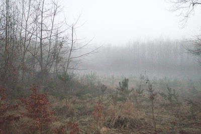 Trees on field against sky during foggy weather