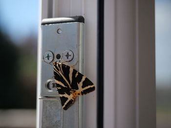 Close-up of butterfly on window