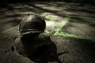 Close-up of snail on ground