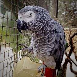 Close-up of parrot in cage