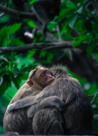 Three monkeys hugging