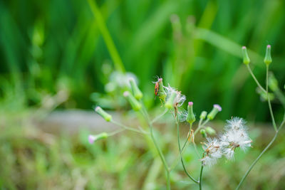 Close-up of insect on dandelion