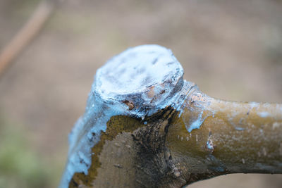 Close-up of tree stump