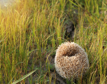 Hedgehog on floor grass. hedgehog curled up into a ball because of fear