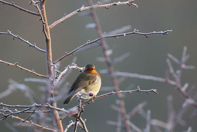 Robin  perching on branch