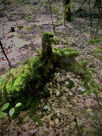 High angle view of trees in forest