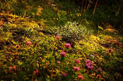 Plants growing on field