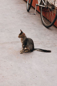 Cat on street