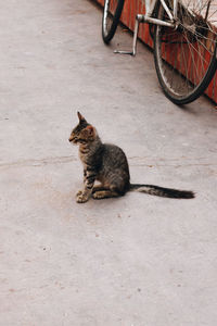 Cat sitting on the street 