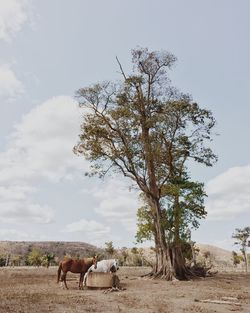 Cows grazing on field against sky