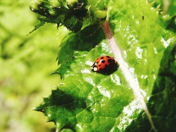 Close-up of ladybug on leaf