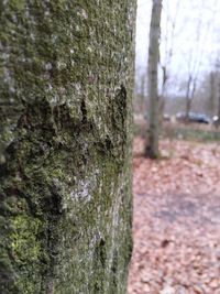 Close-up of moss on tree trunk