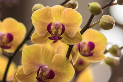 Close-up of yellow orchids