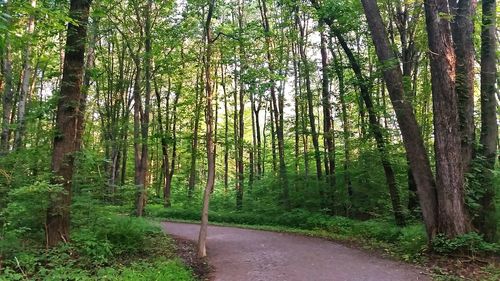 Road passing through forest