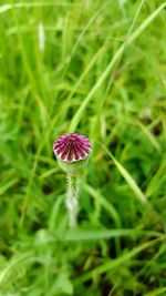 Close-up of plants growing in field