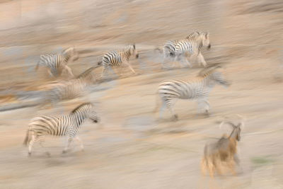 Running herd of zebra