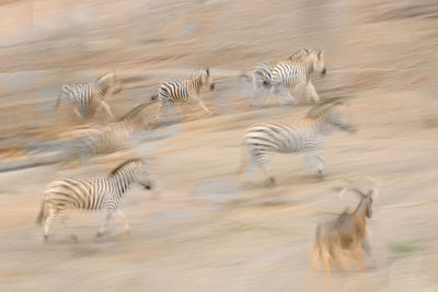 High angle view of zebra