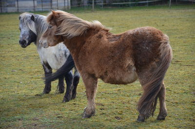 Horses standing in a field