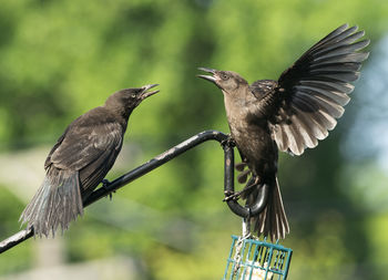 Angry birds face off