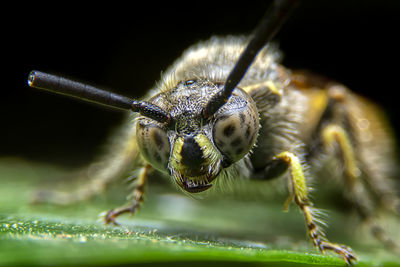 Close-up of bee