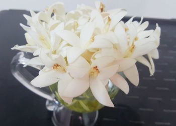 Close-up of white flowering plant