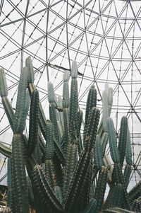 Low angle view of cacti in greenhouse