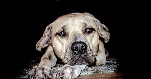 Close-up of dog