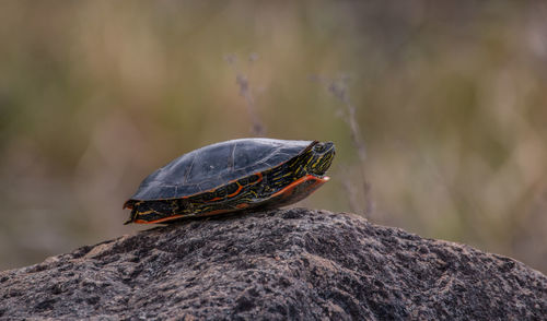 Close-up of turtle on rock