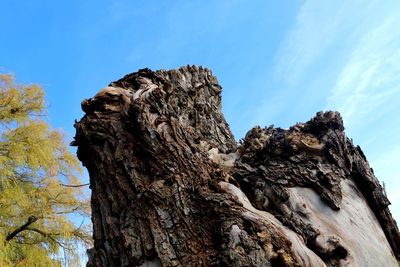 Low angle view of tree trunk against blue sky