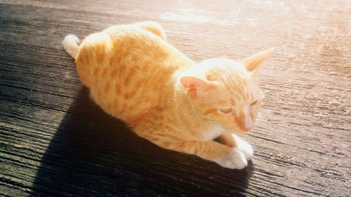 High angle view of cat lying on hardwood floor