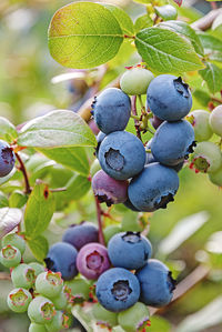 Close-up of grapes growing in vineyard