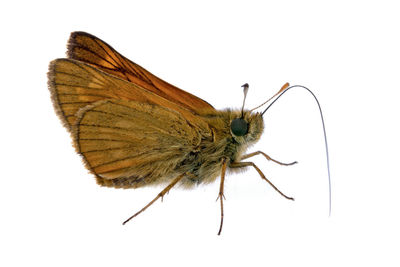 Close-up of butterfly on white background