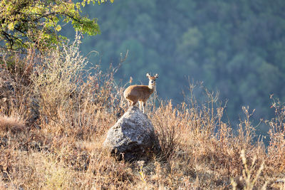 View of deer standing on rock