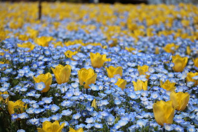 Close-up of yellow flowering plants on field