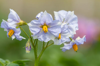 Close up of potato flowers in bloom
