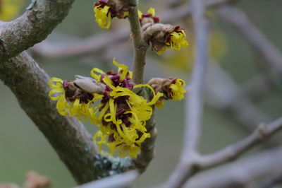 Close-up of yellow flower on branch