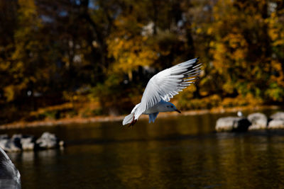 Bird flying over lake