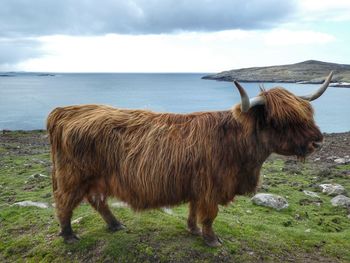 Highland cow in isle of harris