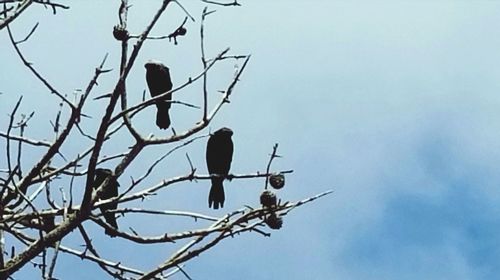 Low angle view of eagle perching on branch against sky