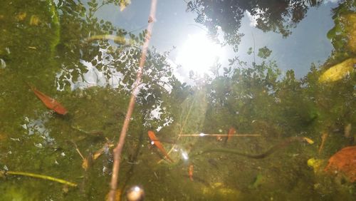 View of fish swimming in lake