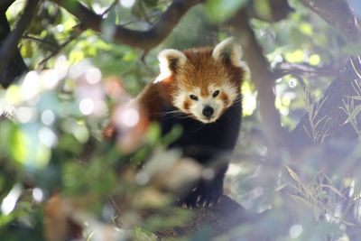 Portrait of a red panda on tree. zoo barcelona