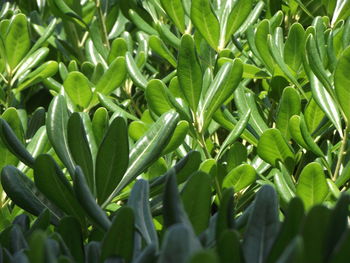 Full frame shot of plants growing on field