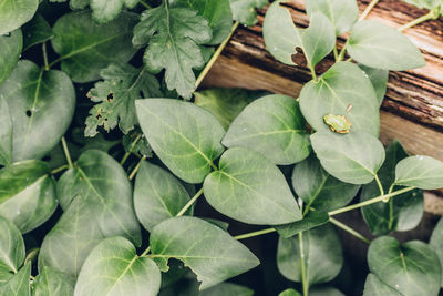 Full frame shot of leaves