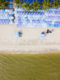 Close-up of flowering plants on beach