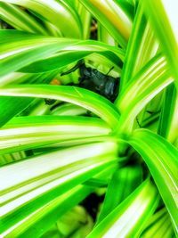 Full frame shot of fresh green leaves